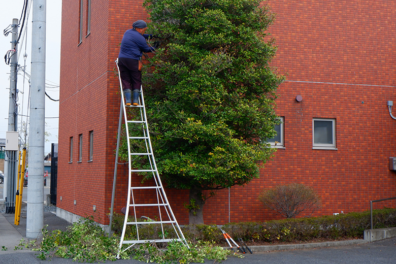 剪定作業